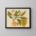 Album of Asian fruit and flower watercolors Pl21 - Anonymous — framed artwork on a wall