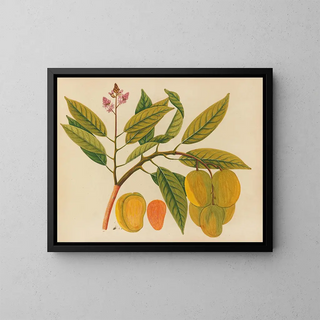 Album of Asian fruit and flower watercolors Pl21 - Anonymous — framed artwork on a wall