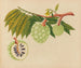 Album de aquarelles de fruits et fleurs asiatiques Pl22 - Anonyme — artwork view