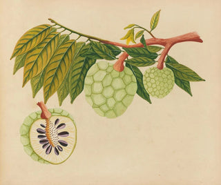 Album de aquarelles de fruits et fleurs asiatiques Pl22 - Anonyme — artwork view