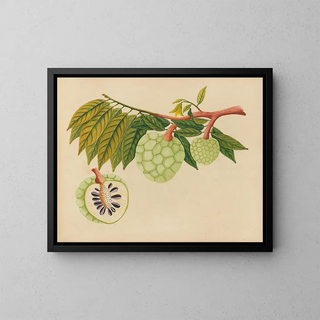 Album de aquarelles de fruits et fleurs asiatiques Pl22 - Anonyme — framed artwork on a wall