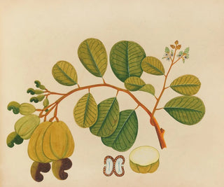 Album de aquarelles de fruits et fleurs asiatiques Pl23 - Anonyme — artwork view