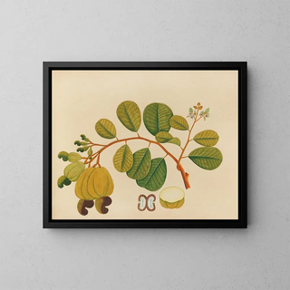 Album de aquarelles de fruits et fleurs asiatiques Pl23 - Anonyme — framed artwork on a wall
