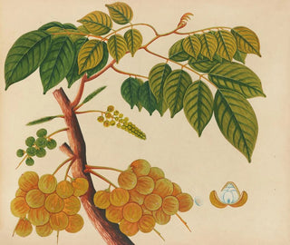 Album de aquarelles de fruits et fleurs asiatiques Pl25 - Anonyme — artwork view
