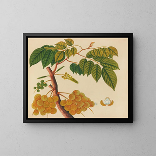 Album de aquarelles de fruits et fleurs asiatiques Pl25 - Anonyme — framed artwork on a wall