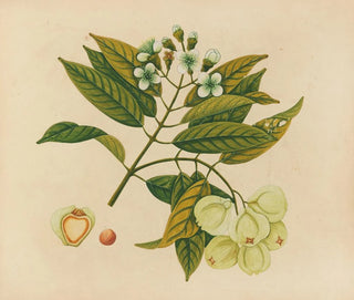 Album of Asian fruit and flower watercolors Pl26 - Anonymous — artwork view