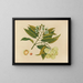 Album of Asian fruit and flower watercolors Pl26 - Anonymous — framed artwork on a wall