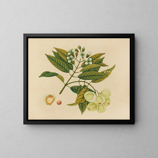 Album of Asian fruit and flower watercolors Pl26 - Anonymous — framed artwork on a wall