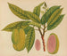 Album of Asian fruit and flower watercolor paintings Pl27 - Anonymous — artwork view