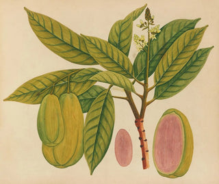 Album of Asian fruit and flower watercolor paintings Pl27 - Anonymous — artwork view
