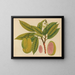 Album of Asian fruit and flower watercolor paintings Pl27 - Anonymous — framed artwork on a wall