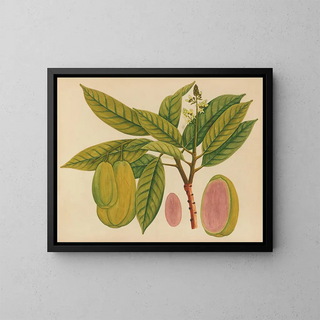 Album of Asian fruit and flower watercolor paintings Pl27 - Anonymous — framed artwork on a wall