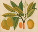 Album of Asian fruit and flower watercolors Pl28 - Anonymous — artwork view