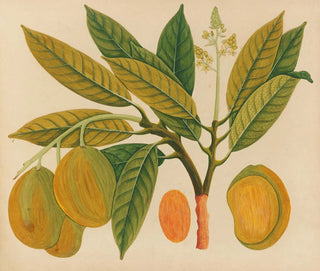 Album of Asian fruit and flower watercolors Pl28 - Anonymous — artwork view