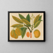Album of Asian fruit and flower watercolors Pl28 - Anonymous — framed artwork on a wall
