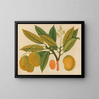 Album of Asian fruit and flower watercolors Pl28 - Anonymous — framed artwork on a wall