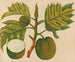 Album of Asian fruit and flower watercolors Pl30 - Anonymous — artwork view