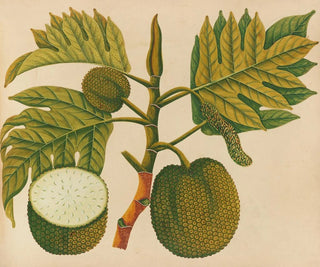 Album of Asian fruit and flower watercolors Pl30 - Anonymous — artwork view