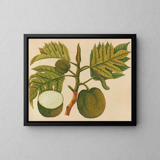 Album of Asian fruit and flower watercolors Pl30 - Anonymous — framed artwork on a wall