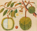 Album de aquarelles de fruits et fleurs asiatiques Pl31 - Anonyme — artwork view
