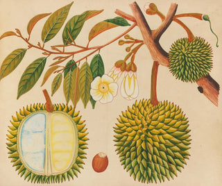 Album de aquarelles de fruits et fleurs asiatiques Pl31 - Anonyme — artwork view