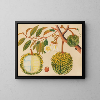 Album de aquarelles de fruits et fleurs asiatiques Pl31 - Anonyme — framed artwork on a wall