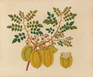 Album of Asian fruit and flower watercolors Pl32 - Anonymous — artwork view