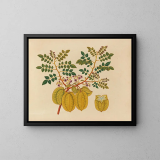 Album of Asian fruit and flower watercolors Pl32 - Anonymous — framed artwork on a wall