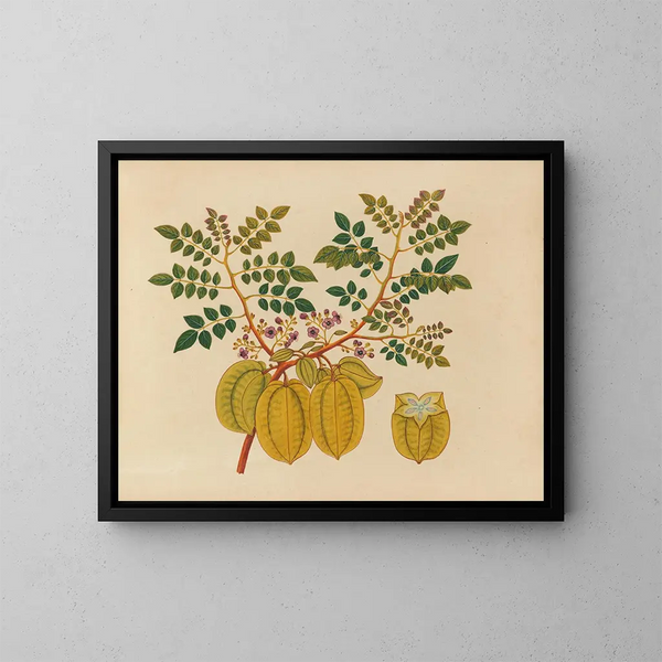 Album of Asian fruit and flower watercolors Pl32 - Anonymous — framed artwork on a wall