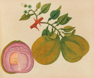 Album de aquarelles de fruits et fleurs asiatiques Pl33 - Anonyme — artwork view