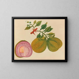 Album de aquarelles de fruits et fleurs asiatiques Pl33 - Anonyme — framed artwork on a wall