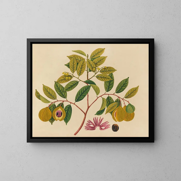 Album de aquarelles de fruits et fleurs asiatiques Pl35 - Anonyme — framed artwork on a wall