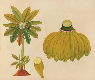 Album of Asian fruit and flower watercolors Pl36 - Anonymous — artwork view