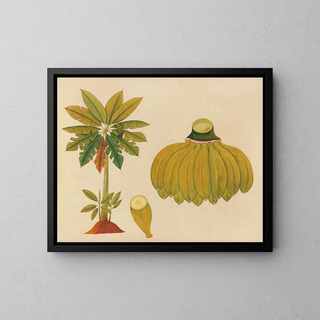 Album of Asian fruit and flower watercolors Pl36 - Anonymous — framed artwork on a wall