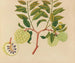 Album de aquarelles de fruits et fleurs asiatiques Pl37 - Anonyme — artwork view