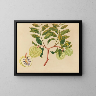 Album de aquarelles de fruits et fleurs asiatiques Pl37 - Anonyme — framed artwork on a wall