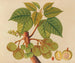 Album de aquarelles de fruits et fleurs asiatiques Pl39 - Anonyme — artwork view