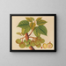 Album de aquarelles de fruits et fleurs asiatiques Pl39 - Anonyme — framed artwork on a wall