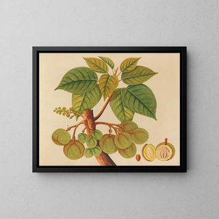 Album de aquarelles de fruits et fleurs asiatiques Pl39 - Anonyme — framed artwork on a wall