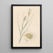 Reproduction of the painting Flower - Anonymous