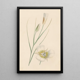Reproduction of the painting Flower - Anonymous