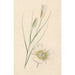 Reproduction of the painting Flower - Anonymous