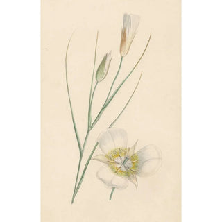 Reproduction of the painting Flower - Anonymous