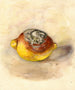 Citrus lemon - Anonymous — artwork view