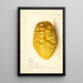 Reproduction of the painting Citrus medica - Anonymous