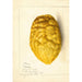 Reproduction of the painting Citrus medica - Anonymous