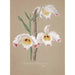 Collection of Orchids Pl01 - Anonymous — artwork view