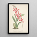 Reproduction of the painting Collection of Orchids Pl02 - Anonymous