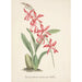 Reproduction of the painting Collection of Orchids Pl02 - Anonymous