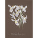Collection of Orchids Pl03 - Anonymous — artwork view